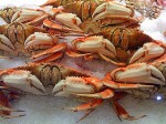 Dungeness Crab