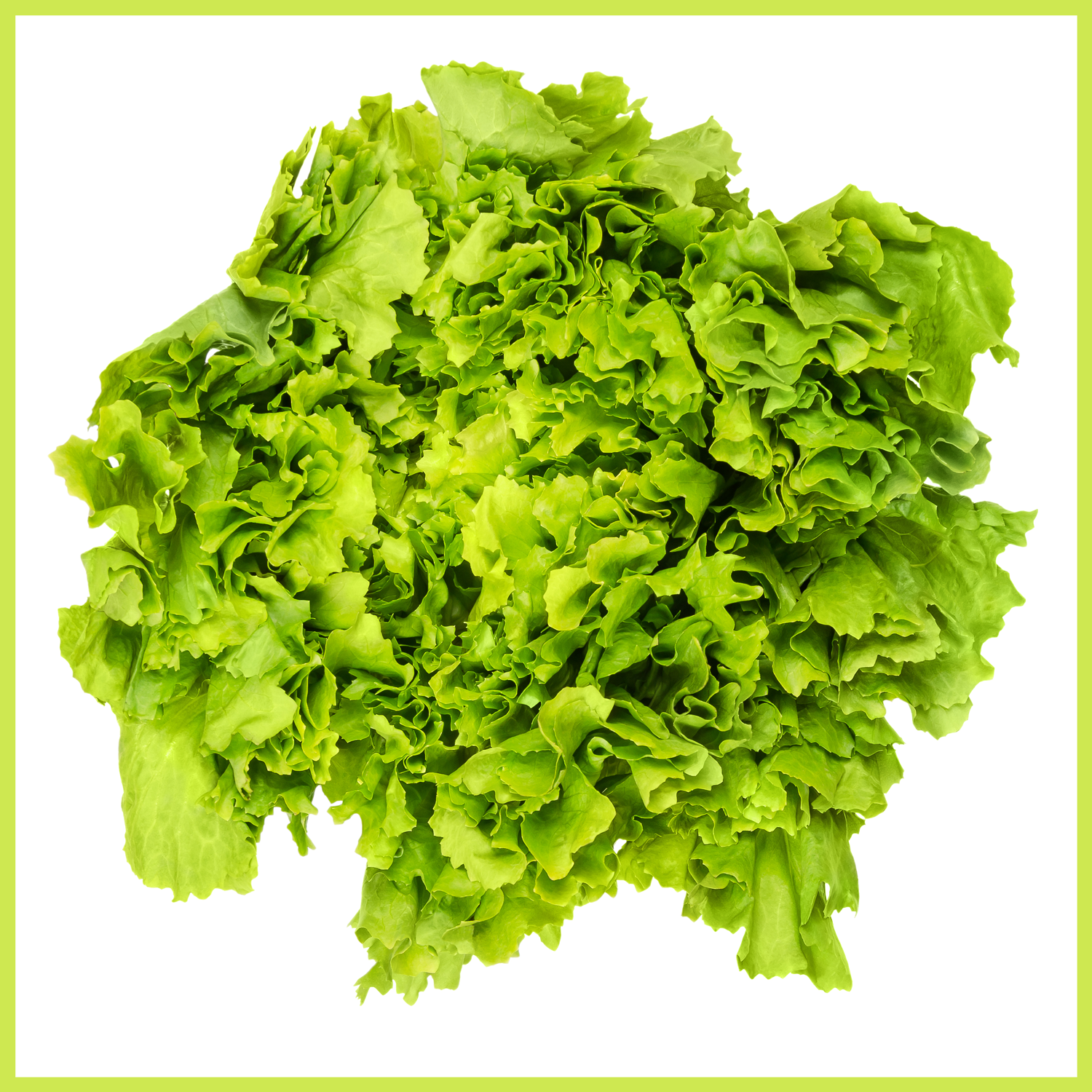 A head of escarole on white background